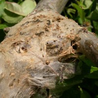 Brown-tail Moth